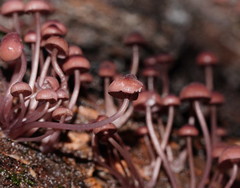 Mycena kurramulla