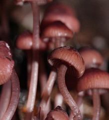 Mycena kurramulla