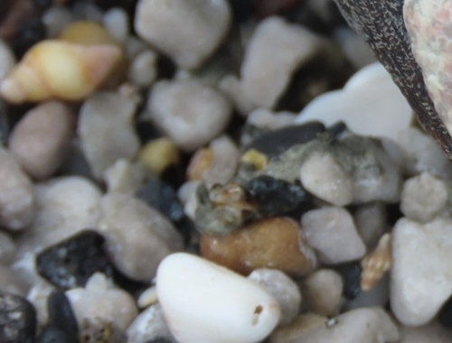 Nassarius capensis observed 2024-04-27