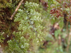 Hymenophyllum polyanthon