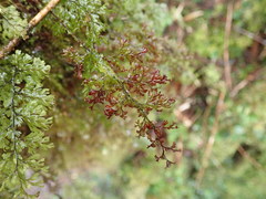 Hymenophyllum polyanthon