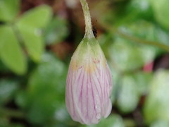 Oxalis griffithii