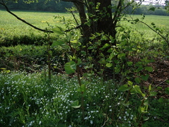 Reynoutria × bohemica
