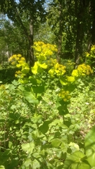 Smyrnium perfoliatum