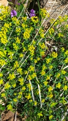 Euphorbia spinosa