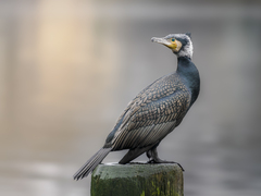 Great Cormorant photo 2