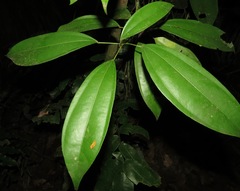 Abuta grandifolia