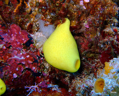 Leucetta chagosensis