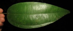 Abuta grandifolia