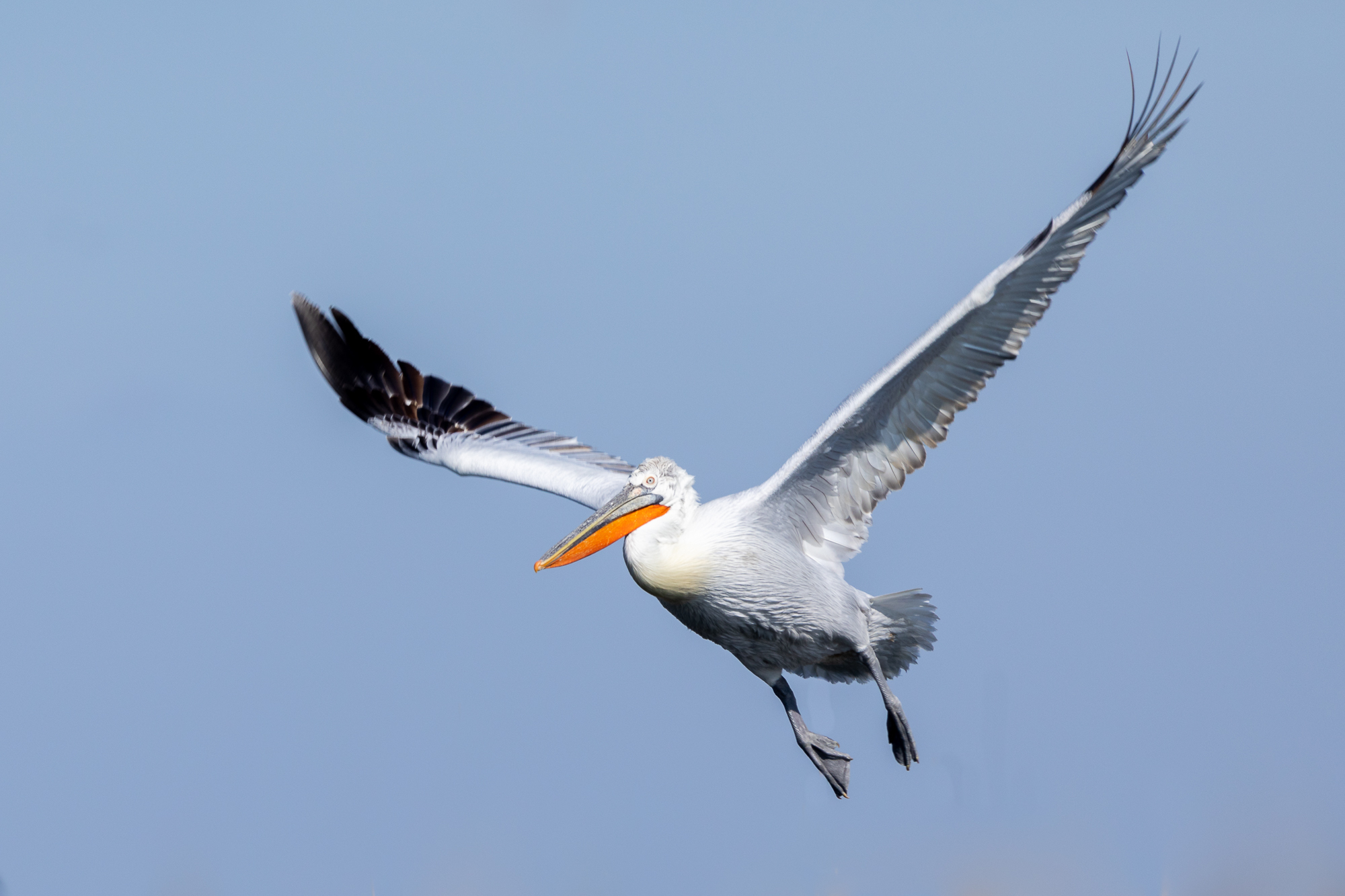 Dalmatian Pelican (Pelecanus crispus)