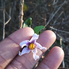 Solanum guineense