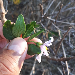 Solanum guineense