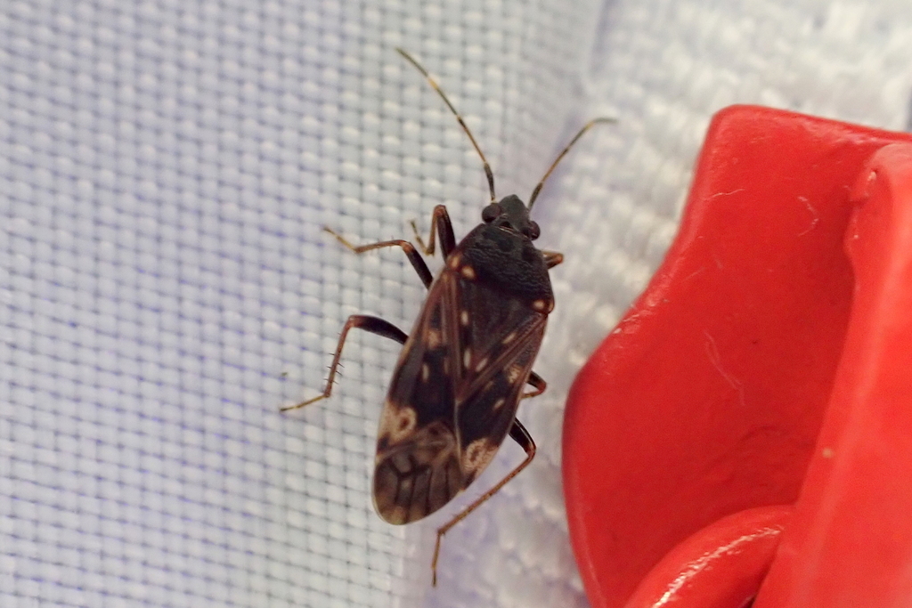 Neolethaeus tenebrosus