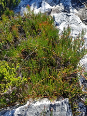 Serruria decumbens