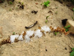 Eriospermum lanceifolium
