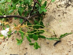 Eriospermum lanceifolium