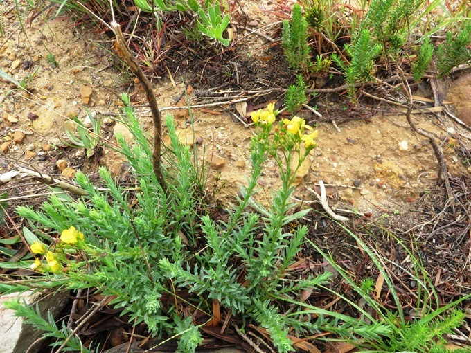 Linum acuticarpum (Linum acuticarpum)