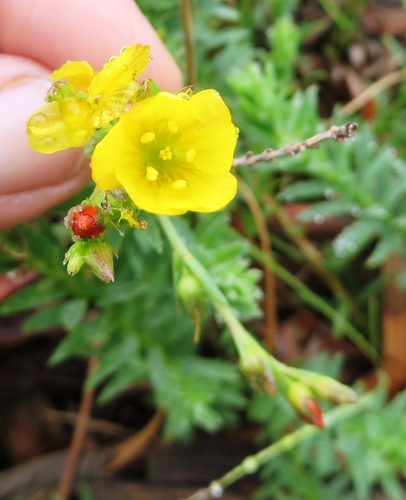 Image of Linum Acuticarpum (Linum acuticarpum) by (c) linkie, some rights reserved (CC BY)