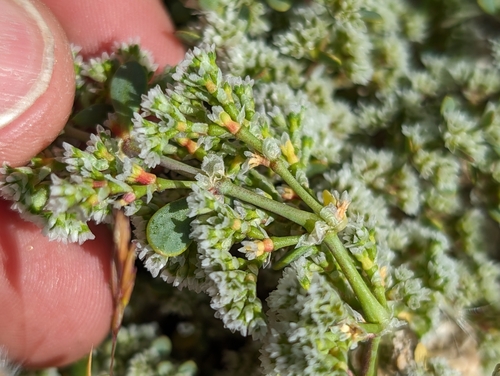 Image of Achyronychia cooperi by (c) Ken-ichi Ueda, some rights reserved (CC BY)