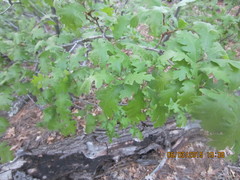 Quercus gambelii