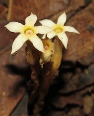 Voyria spruceana