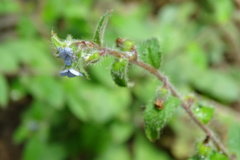 Thyrocarpus sampsonii