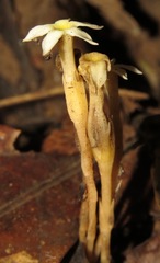 Voyria spruceana