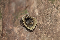 Lepidotrigona terminata