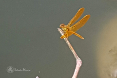 Perithemis intensa