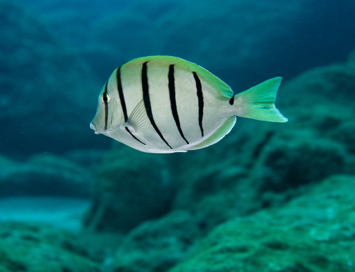 Convict Surgeonfish