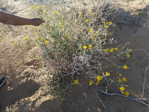 Image of Mentzelia longiloba by (c) Ken-ichi Ueda, some rights reserved (CC BY)