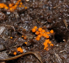Cheilymenia raripila