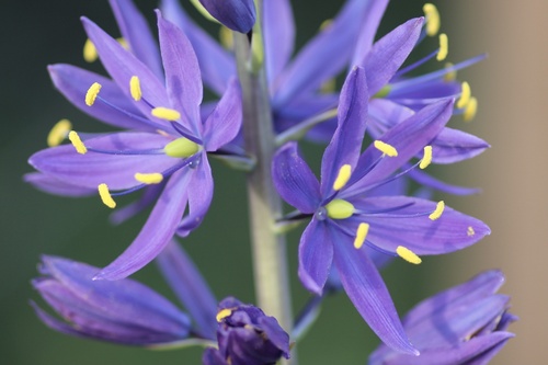 Camassia quamash