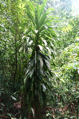Dracaena fragrans
