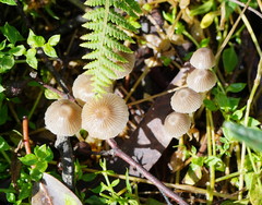 Mycena albidofusca
