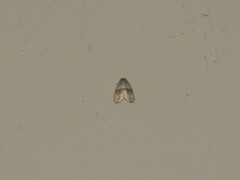 Stictane rectilinea chinesica