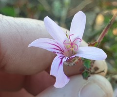 Pelargonium tabulare