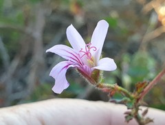 Pelargonium tabulare