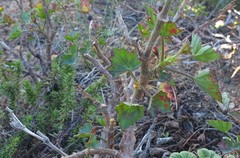 Pelargonium tabulare