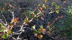 Pelargonium tabulare
