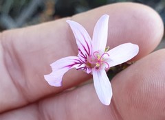 Pelargonium tabulare