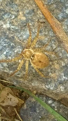 Polybetes rapidus