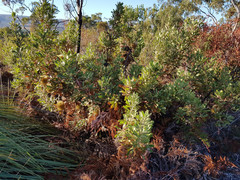 Banksia ornata