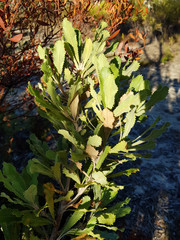 Banksia ornata