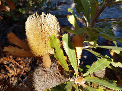 Banksia ornata