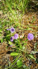 Globularia