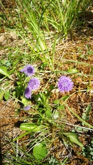 Globularia