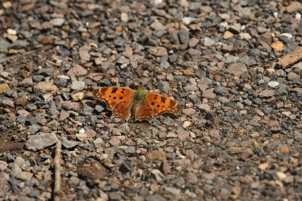 Eastern Comma from Swanton, MD, US on April 29, 2024 at 07:26 AM by ...