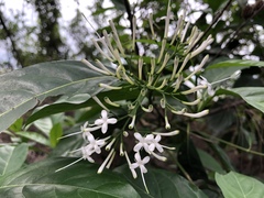 Pavetta hongkongensis