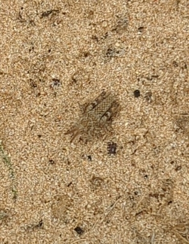Caudell's Longhorn Grasshopper